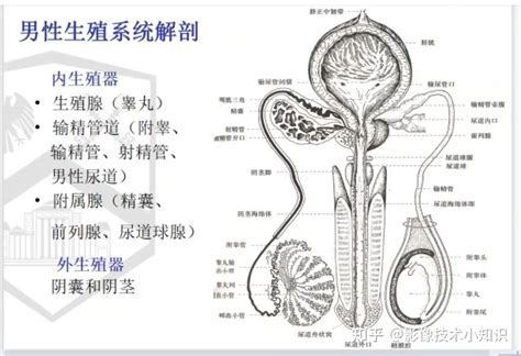 男性性器官|解剖学高清图谱 男性生殖系统